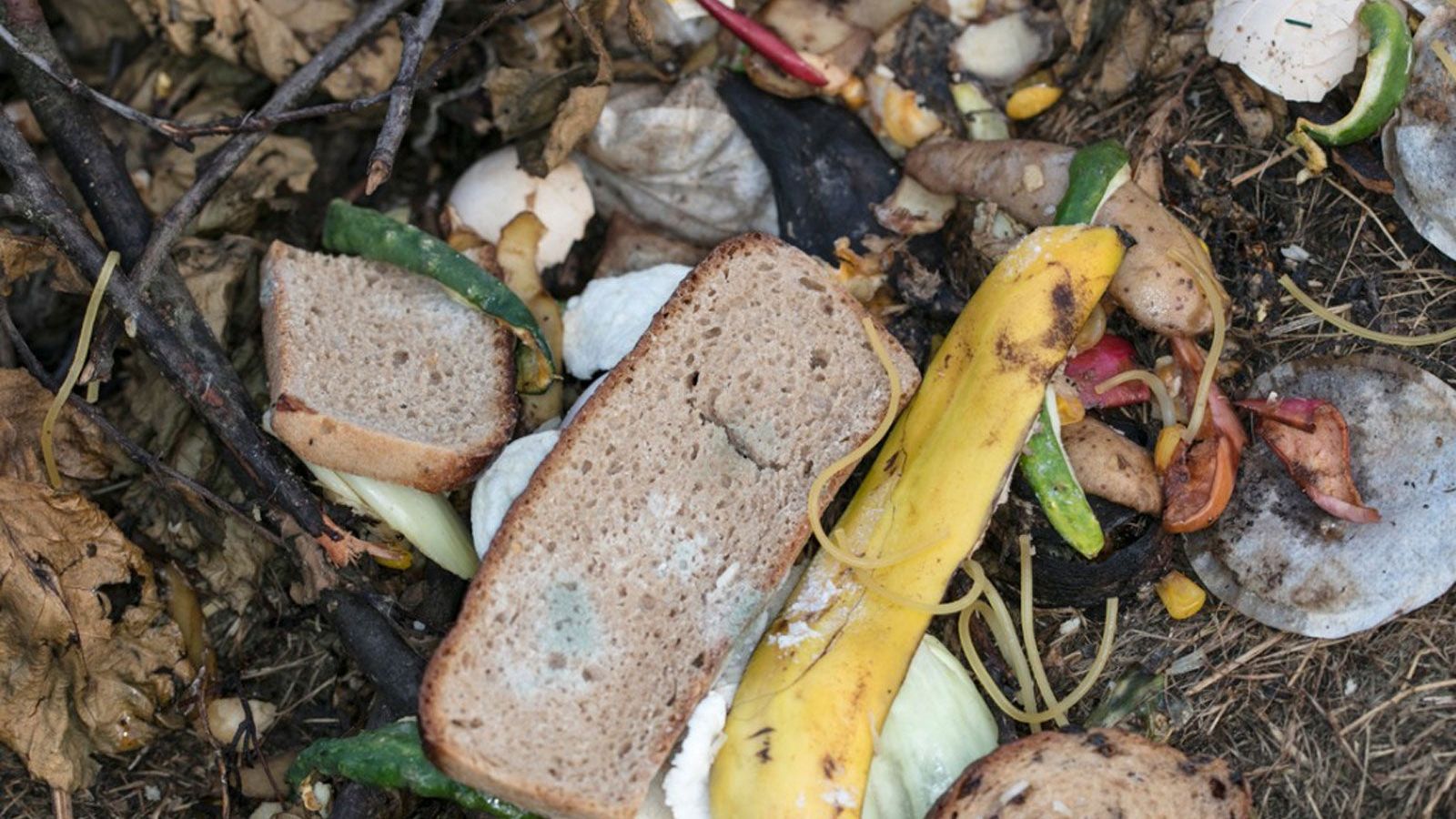 Can You Put Bread In The Compost