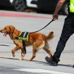 Can A Dog Smell Through A Vacuum Sealed Bag