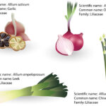 What Are Alliums In Cooking