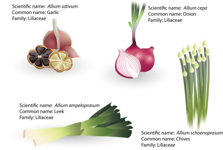 What Are Alliums In Cooking